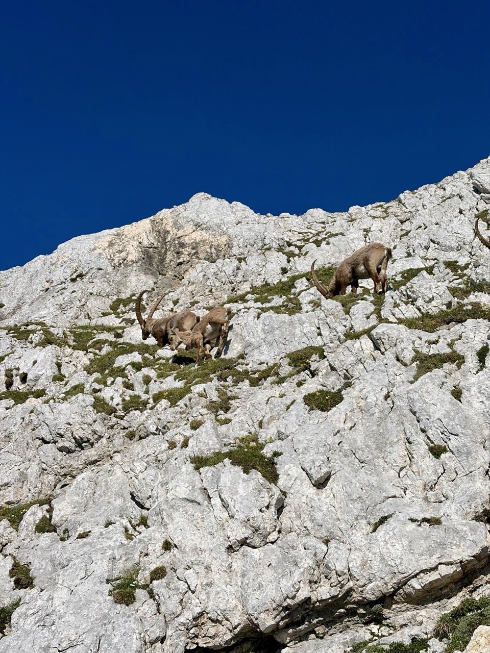 Bovški Gamsovec