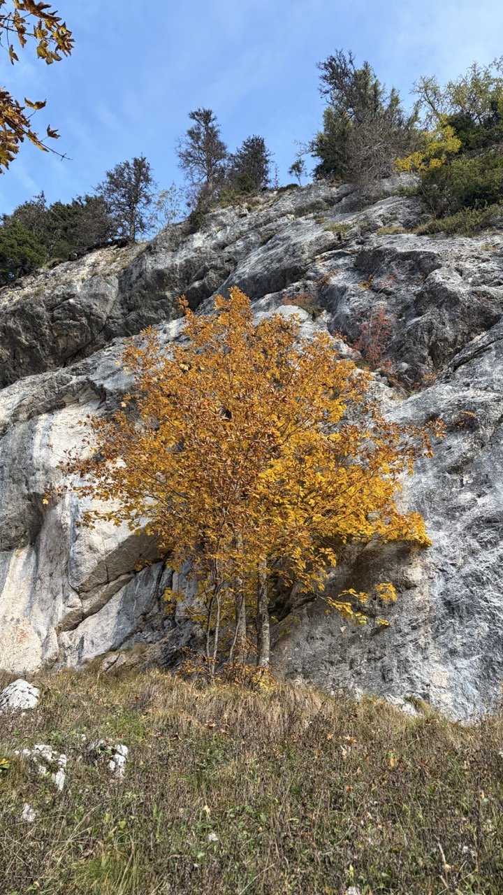 Autumn poker of Bohinj alpine pastures