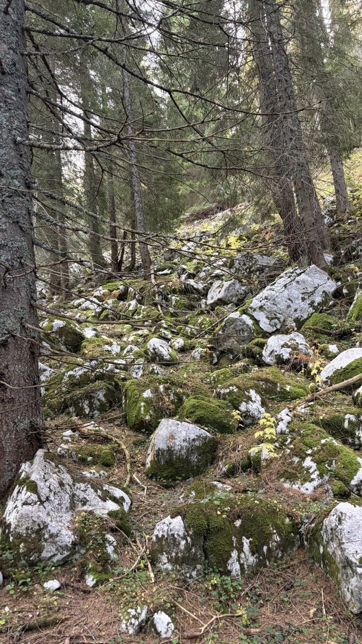 Autumn poker of Bohinj alpine pastures