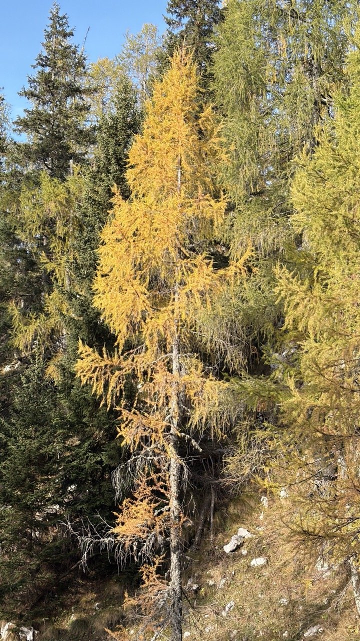 Autumn poker of Bohinj alpine pastures