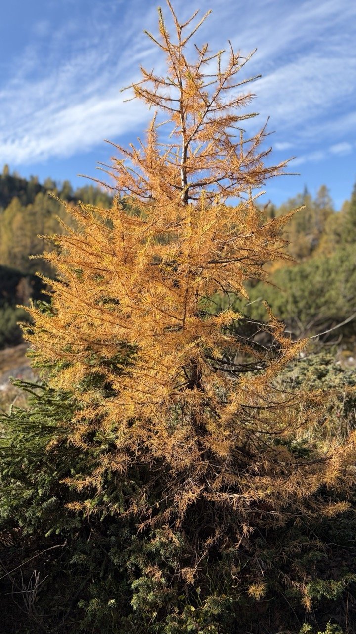 Autumn poker of Bohinj alpine pastures