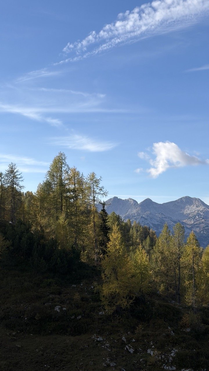 Autumn poker of Bohinj alpine pastures