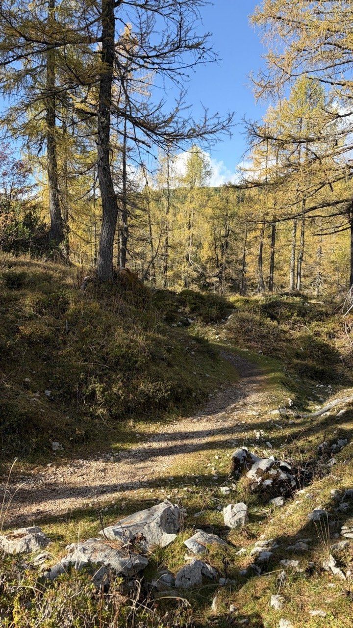 Autumn poker of Bohinj alpine pastures