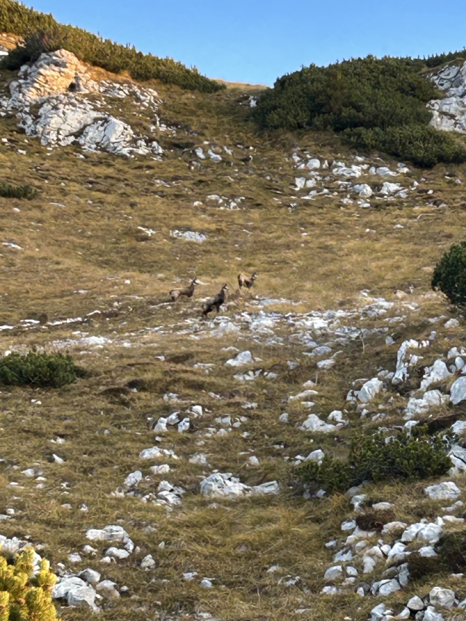Planina Blato - Mala Tičarica - Koča pri Triglavskih jezerih