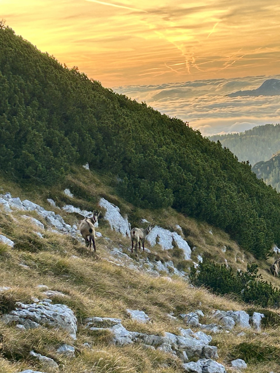 Planina Blato - Mala Tičarica - Koča pri Triglavskih jezerih