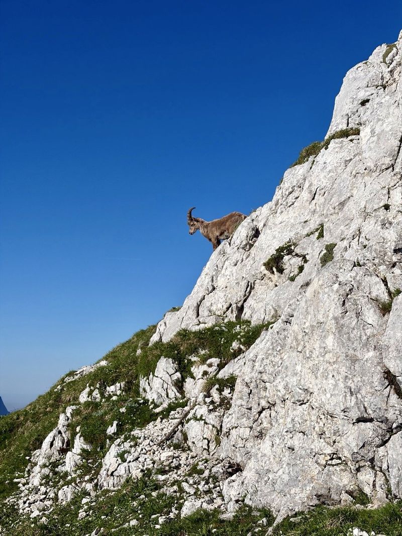 Bovški Gamsovec (krožna)